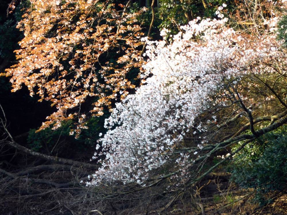 お寺の花たち_e0024554_19210829.jpg