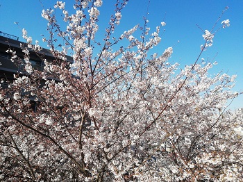 かむろ坂の桜_a0061057_04841.jpg