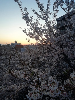 かむろ坂の桜_a0061057_0484682.jpg