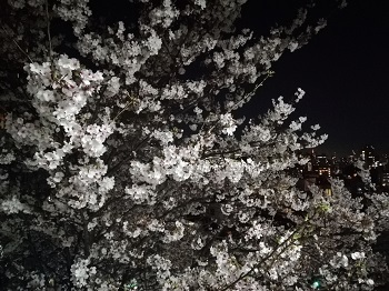 かむろ坂の桜_a0061057_0492014.jpg