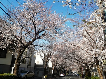 かむろ坂の桜_a0061057_050148.jpg