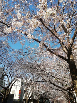 かむろ坂の桜_a0061057_0505884.jpg