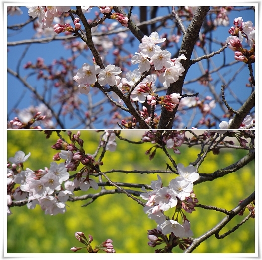 禅語 花開萬国春 はなひらいてばんこくのはる Keiの窓２