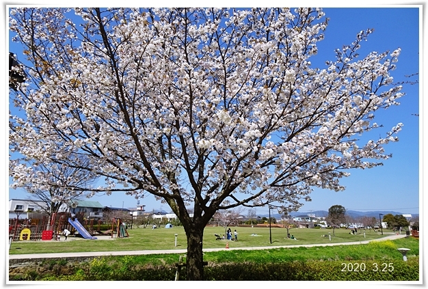 禅語 花開萬国春 はなひらいてばんこくのはる Keiの窓２
