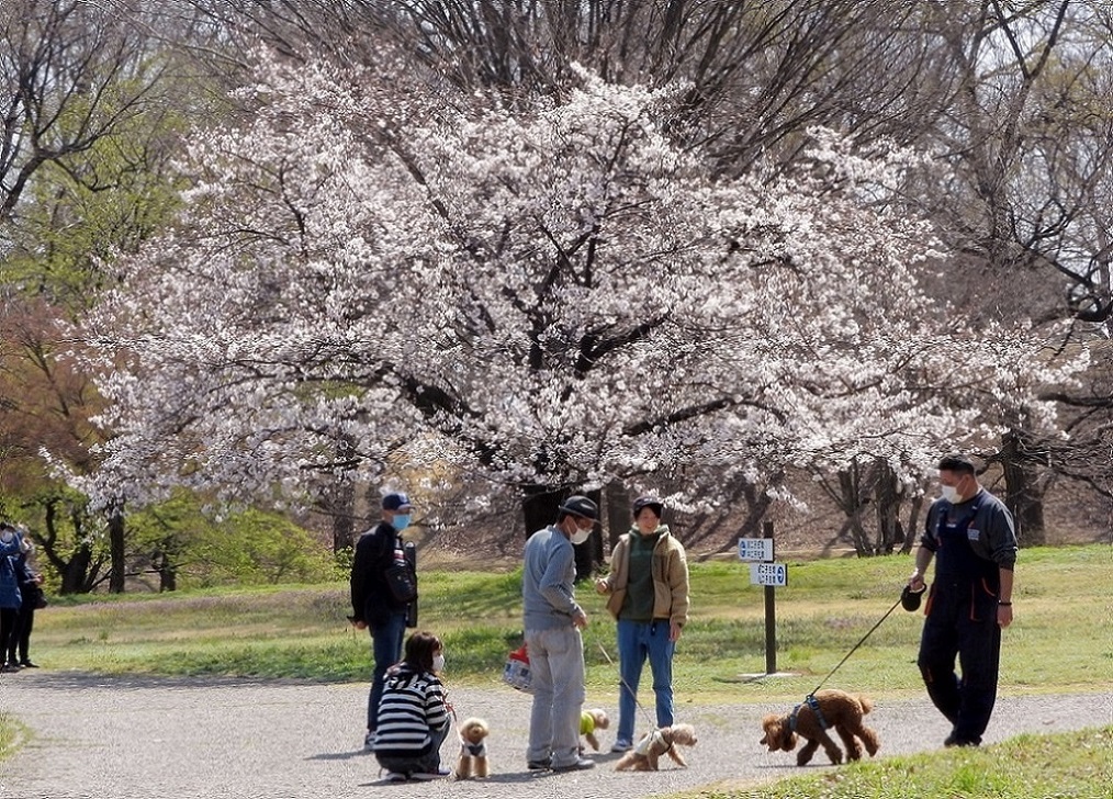 大室公園で サクラ_c0305565_17370287.jpg