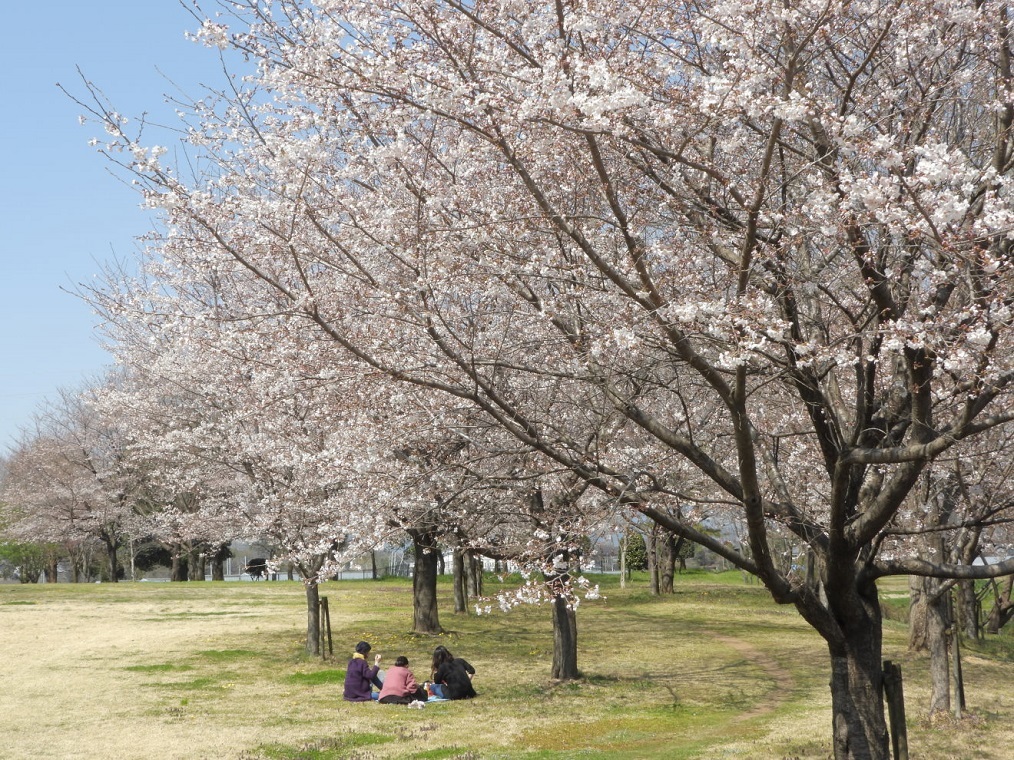 大室公園で サクラ_c0305565_17371667.jpg