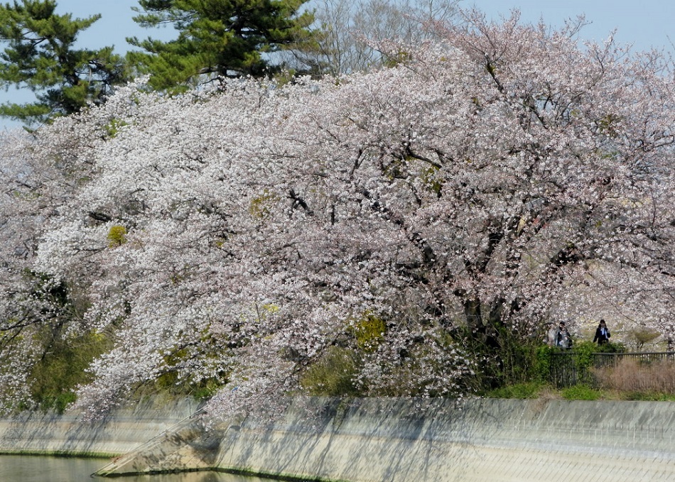 大室公園で サクラ_c0305565_17373627.jpg