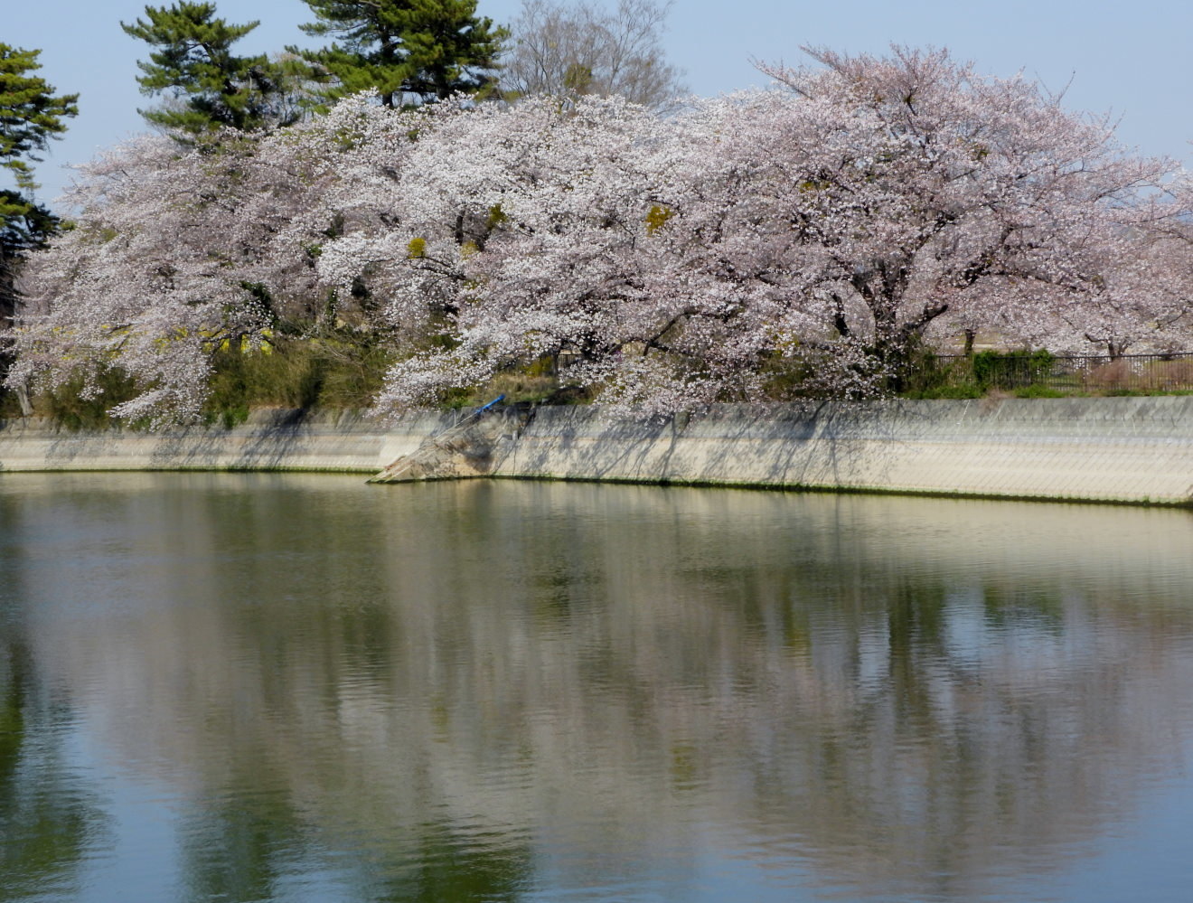 大室公園で サクラ_c0305565_17375001.jpg
