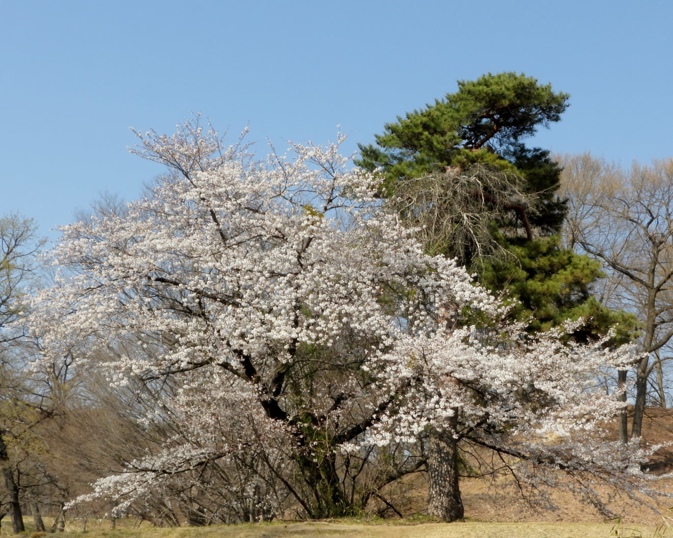 大室公園で サクラ_c0305565_17380531.jpg