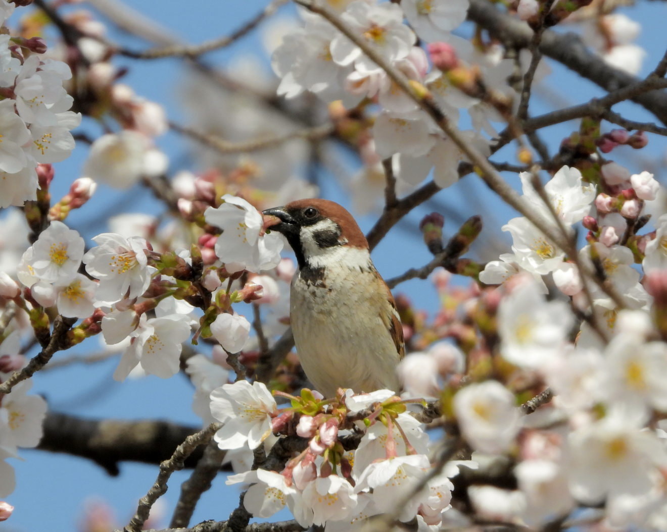 大室公園で サクラ_c0305565_17390511.jpg