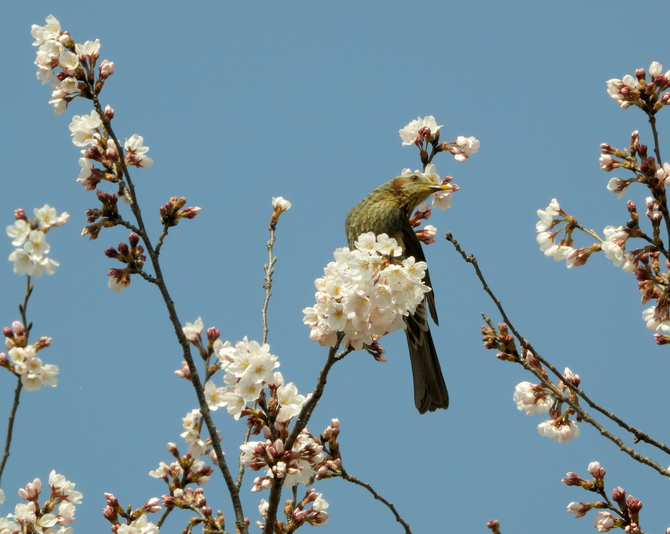 大室公園で サクラ_c0305565_17393388.jpg
