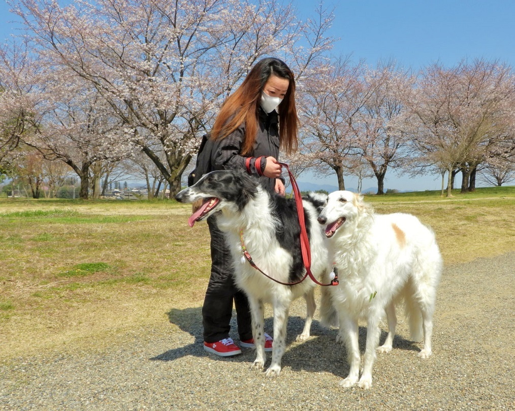 大室公園で サクラ_c0305565_17423285.jpg