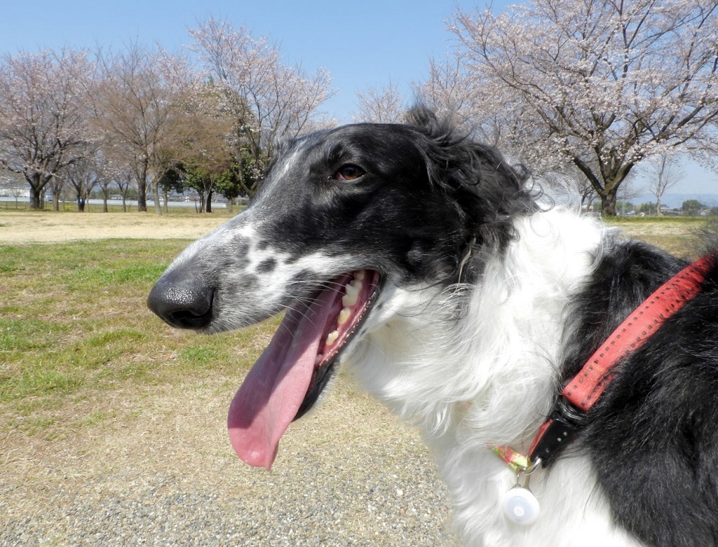 大室公園で サクラ_c0305565_17424794.jpg