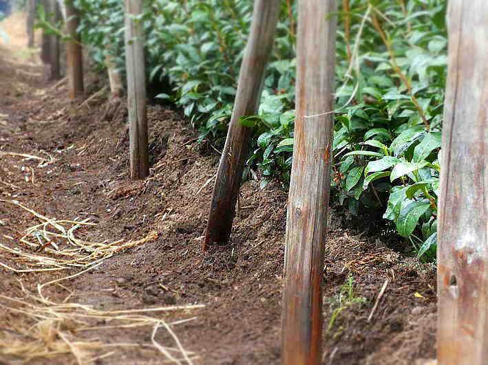 下骨づくりと伝統を引き継ぐ青年たち（1）  Simo Hne、Young people inherit traditional farming._a0391480_16021581.jpg