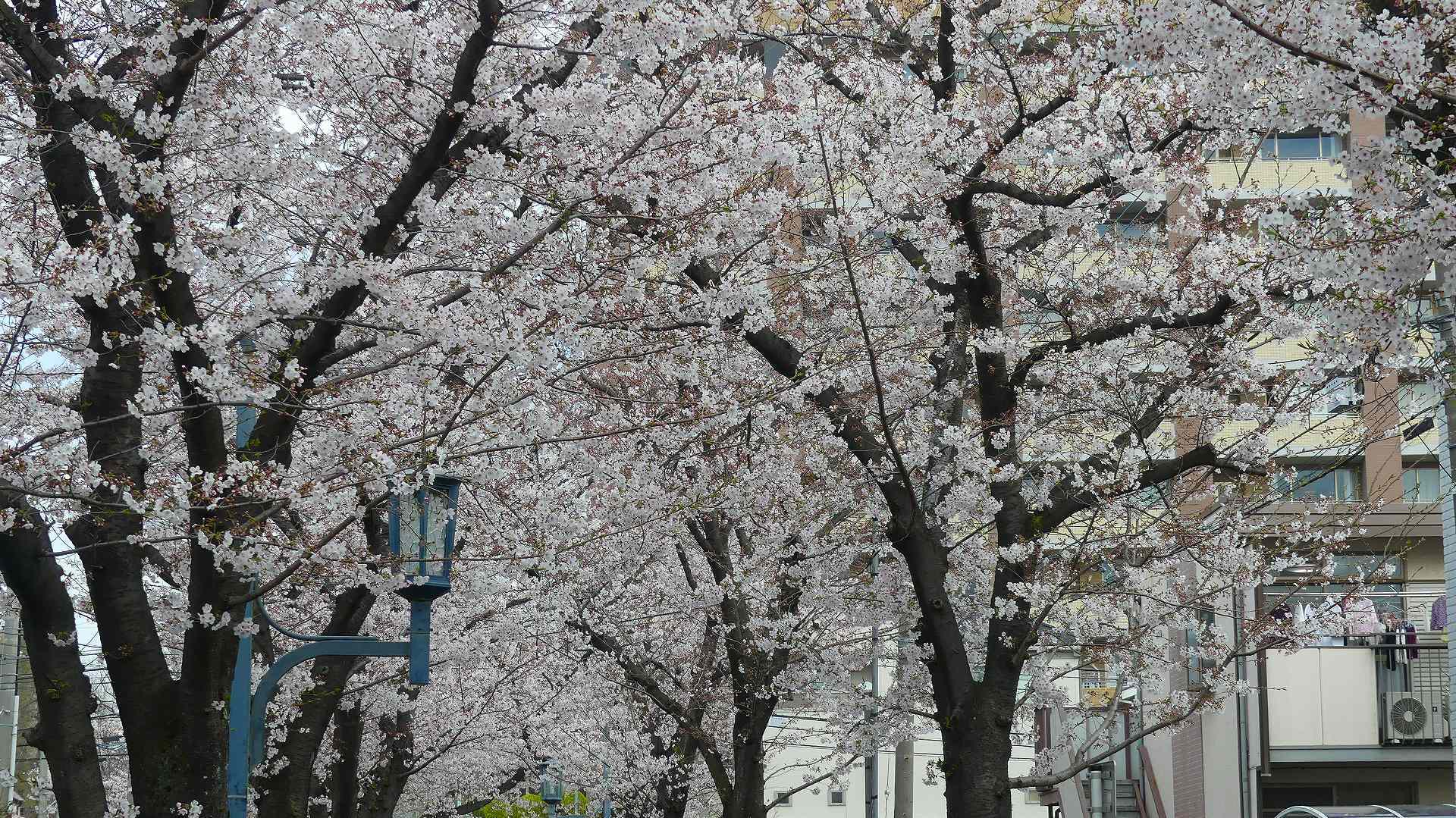 最後の花見だ! ア・ゴー! 【 2020 3/27(金) 】_a0185081_13192646.jpg