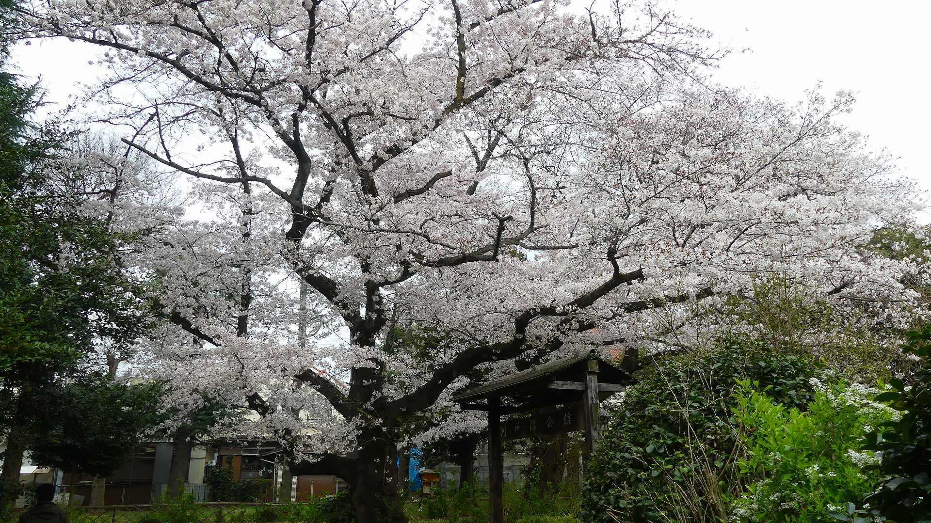 最後の花見だ! ア・ゴー! 【 2020 3/27(金) 】_a0185081_13374768.jpg