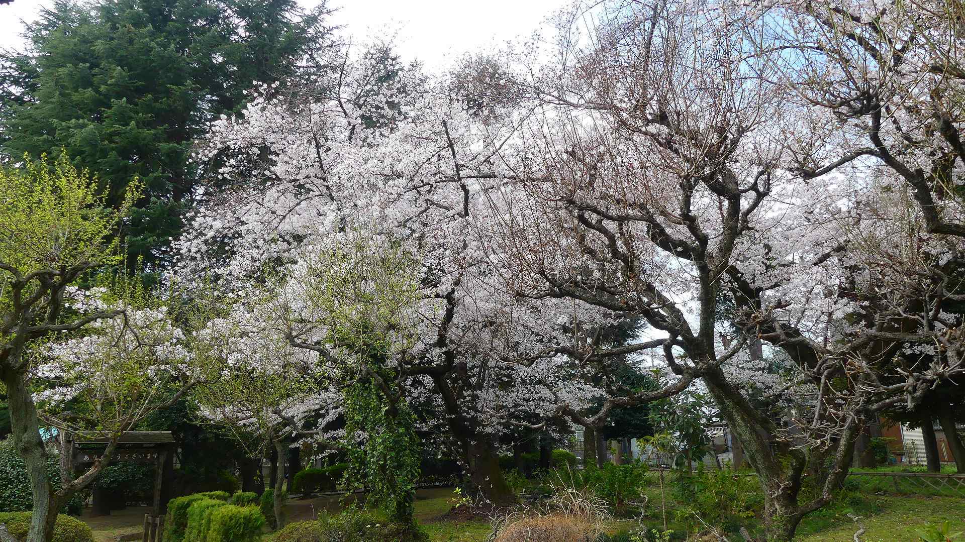 最後の花見だ! ア・ゴー! 【 2020 3/27(金) 】_a0185081_13380439.jpg