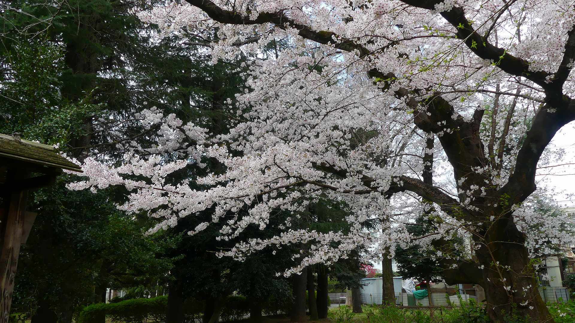 最後の花見だ！　ア・ゴー！　【 2020　3/27（金)  】_a0185081_13381850.jpg