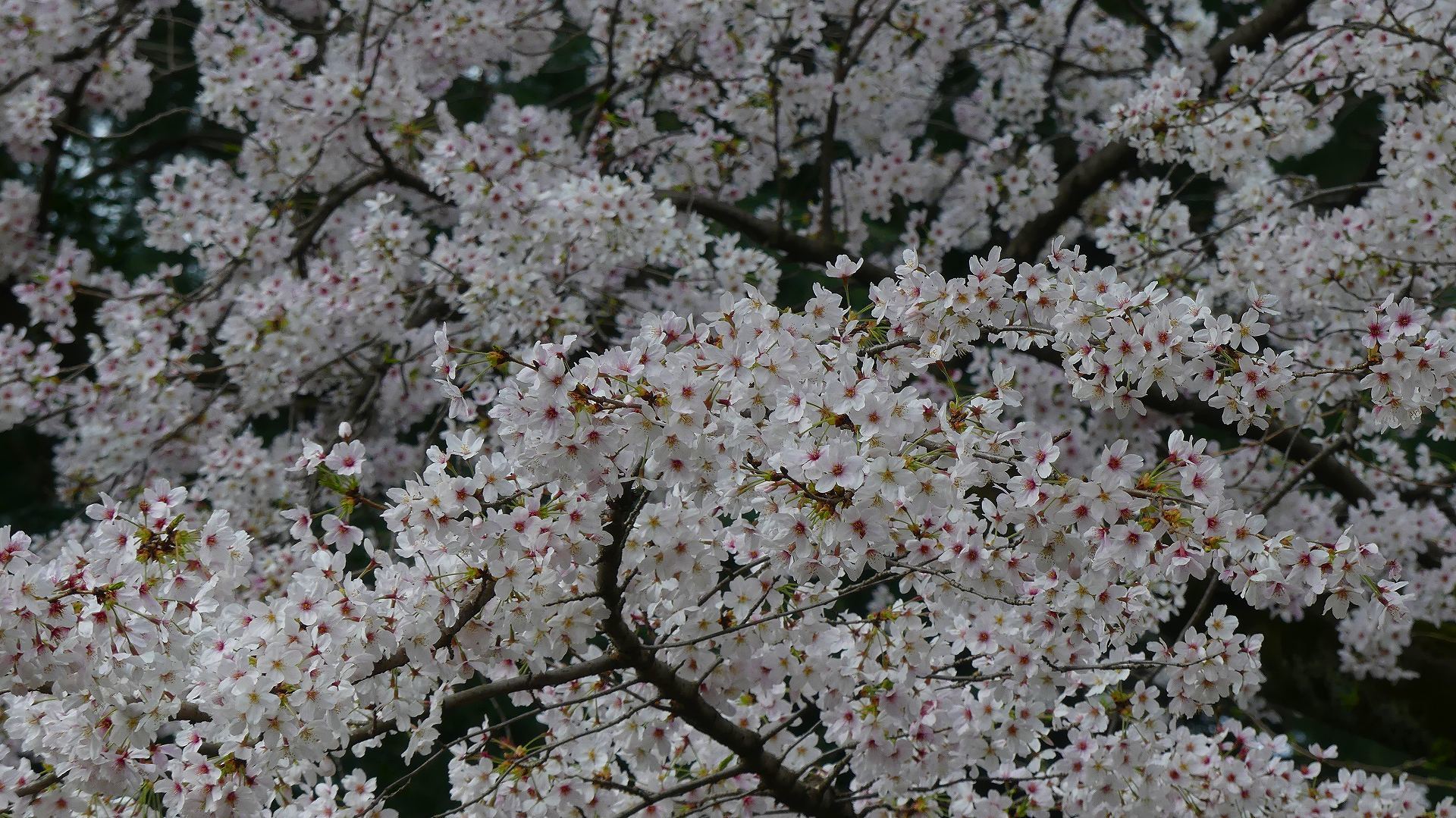 最後の花見だ! ア・ゴー! 【 2020 3/27(金) 】_a0185081_13383980.jpg