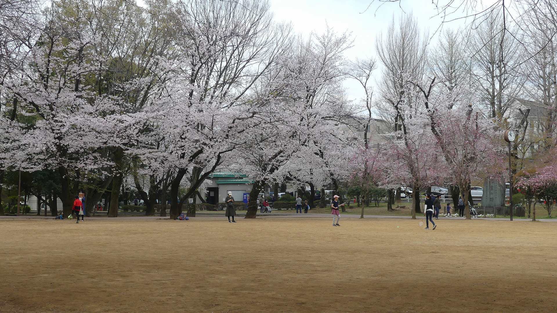 最後の花見だ! ア・ゴー! 【 2020 3/27(金) 】_a0185081_13385511.jpg