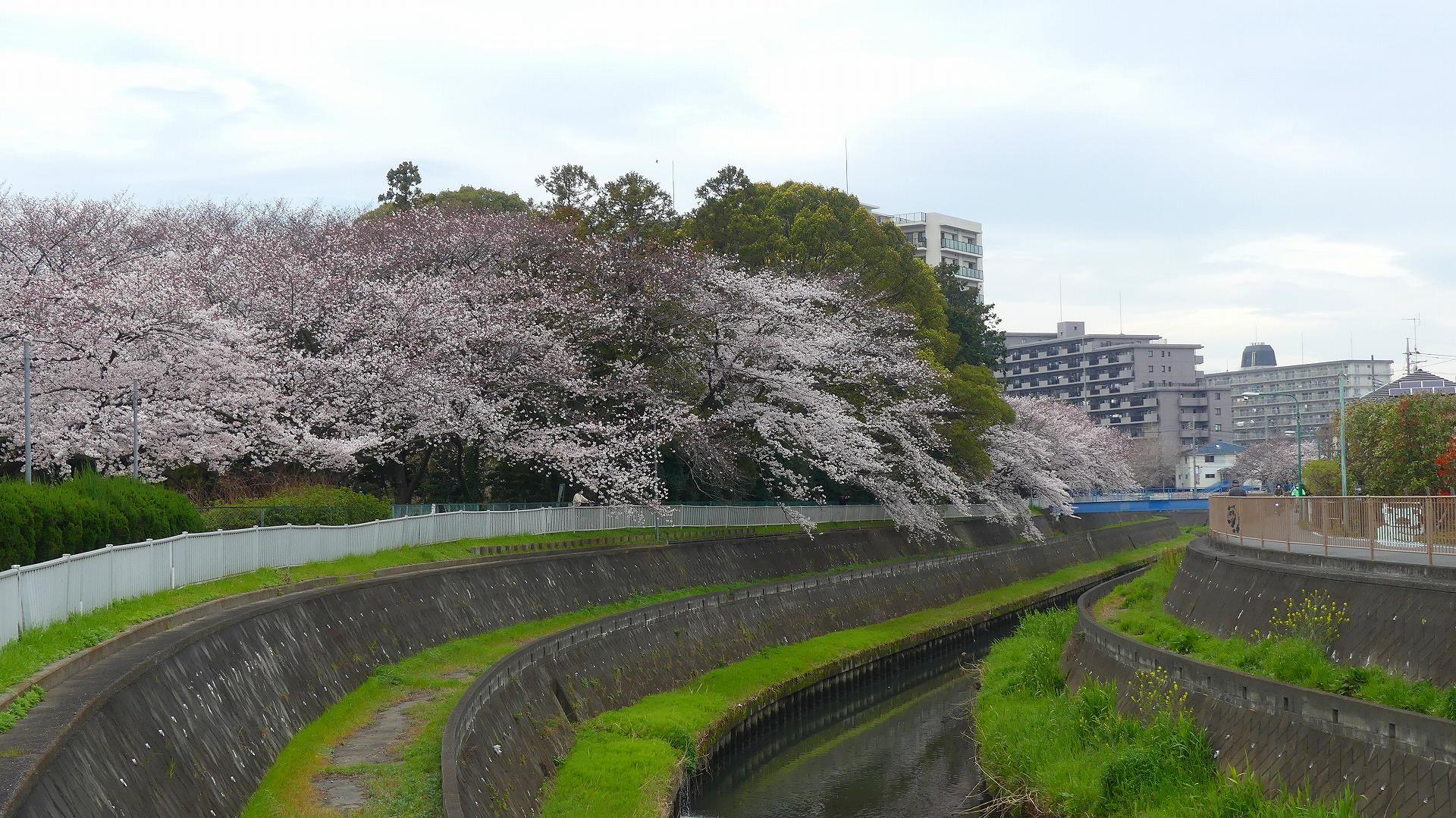 最後の花見だ！　ア・ゴー！　【 2020　3/27（金)  】_a0185081_13553060.jpg