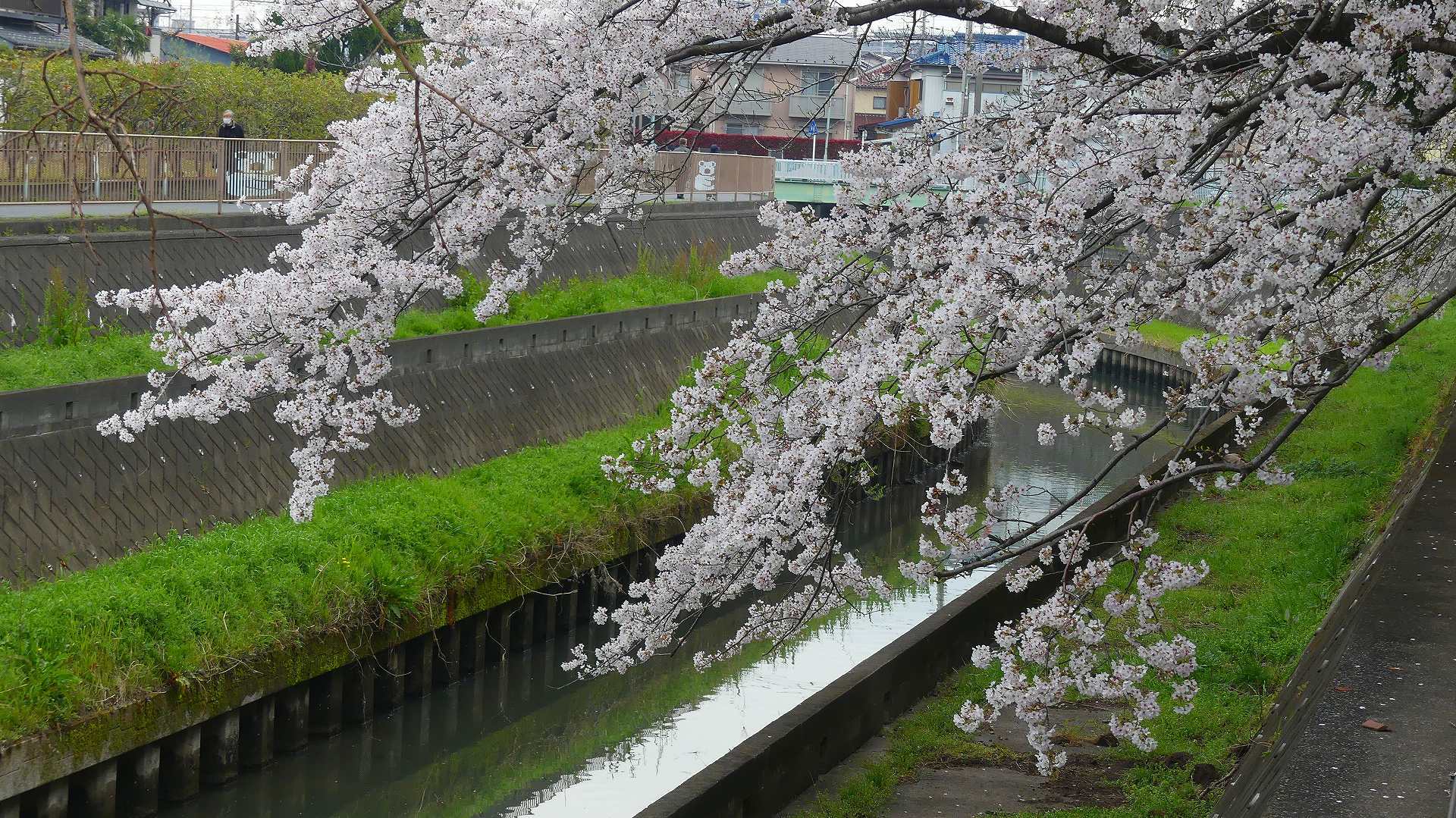 最後の花見だ！　ア・ゴー！　【 2020　3/27（金)  】_a0185081_13575852.jpg