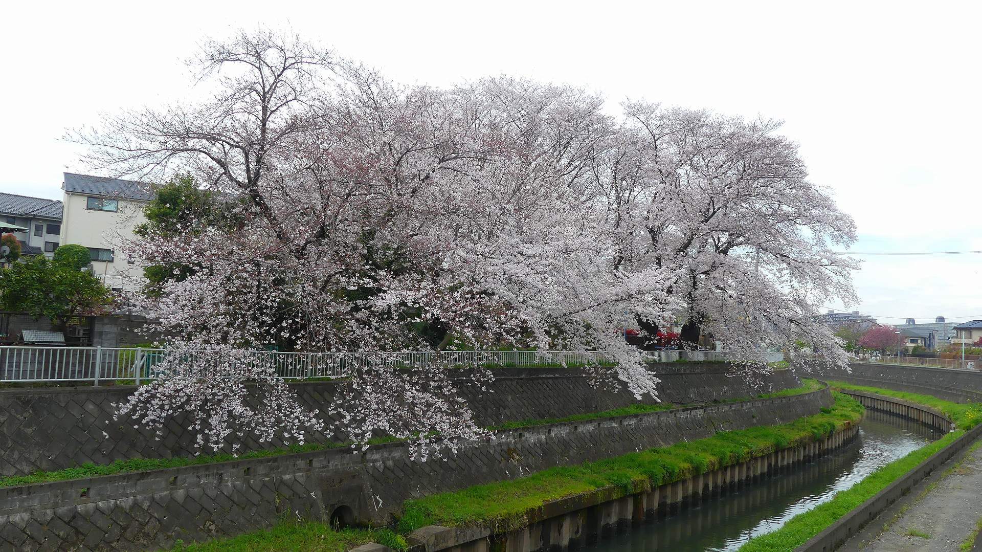最後の花見だ! ア・ゴー! 【 2020 3/27(金) 】_a0185081_14191913.jpg
