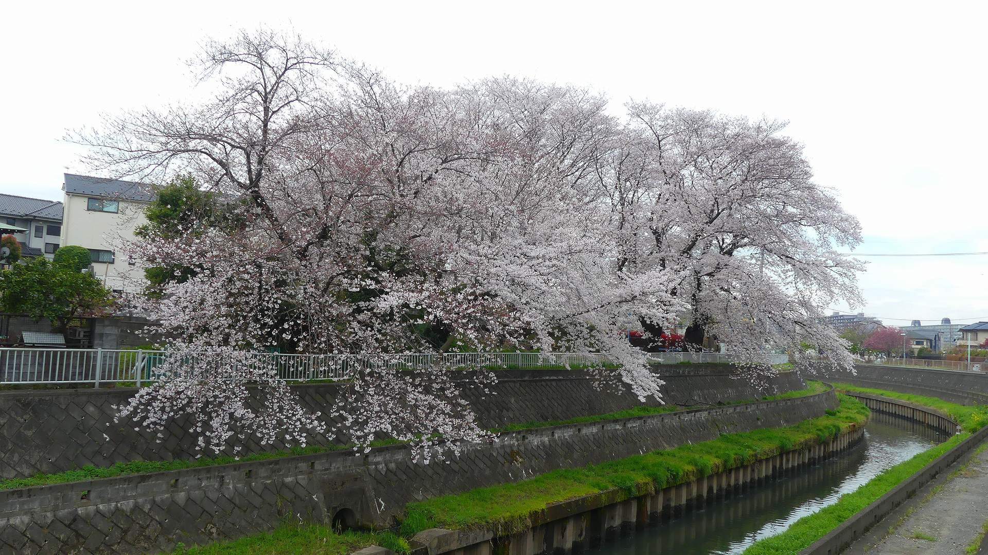 最後の花見だ！　ア・ゴー！　【 2020　3/27（金)  】_a0185081_14191913.jpg