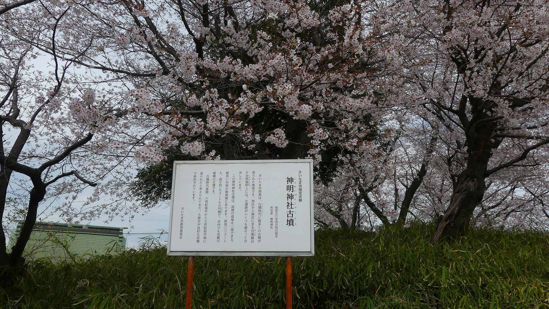 最後の花見だ! ア・ゴー! 【 2020 3/27(金) 】_a0185081_14202777.jpg