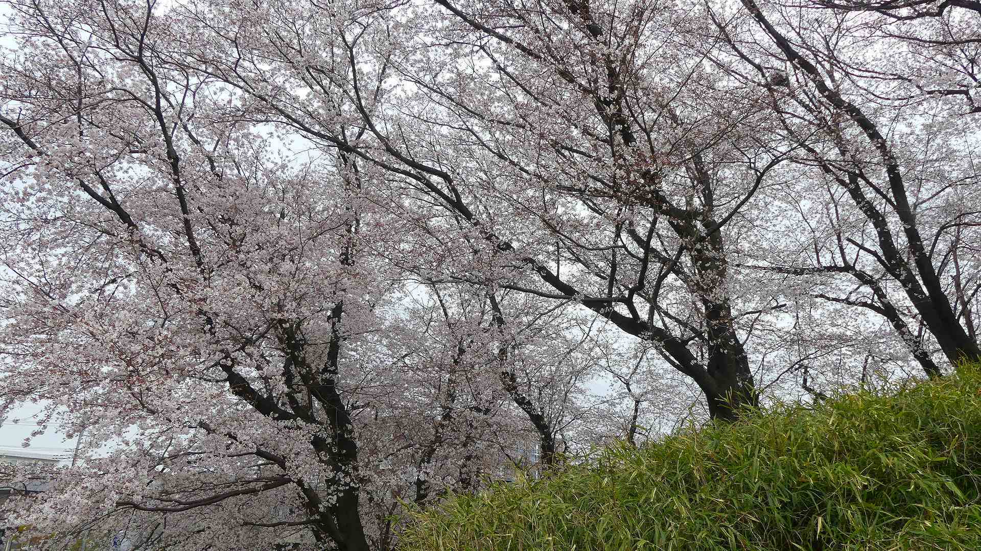 最後の花見だ! ア・ゴー! 【 2020 3/27(金) 】_a0185081_14205900.jpg