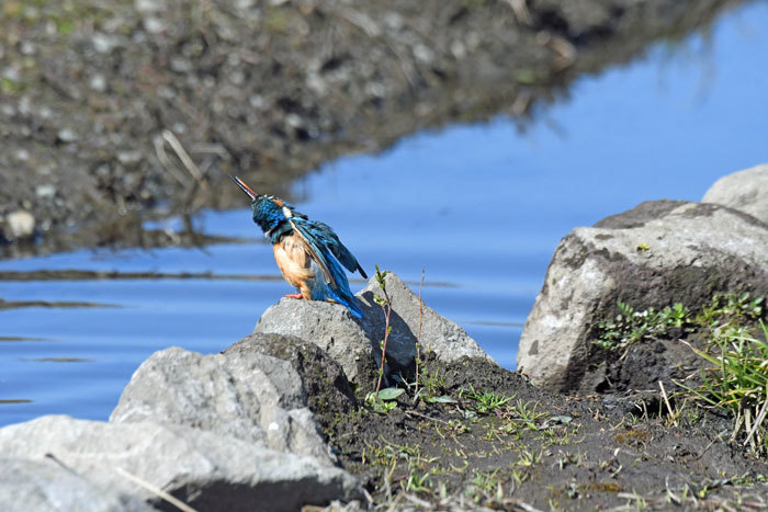 遊水池の鳥さん　＜水鶏・翡翠＞_e0248688_17175461.jpg