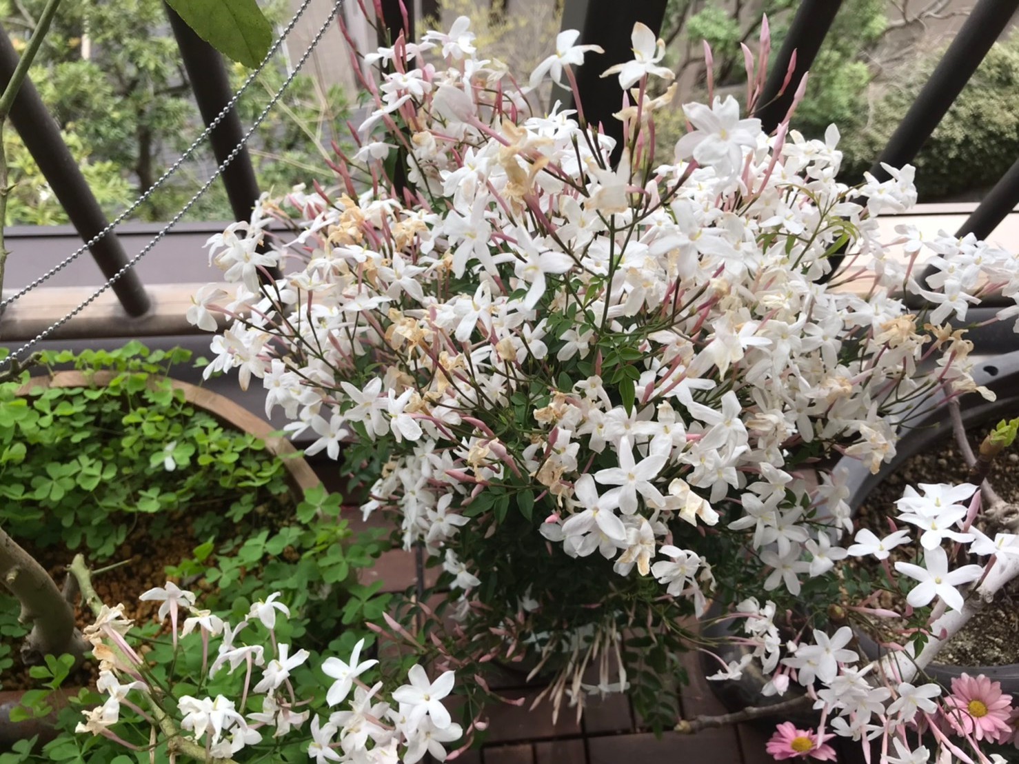 心安らぐ景色♪ Part2_d0339889_16113686.jpg