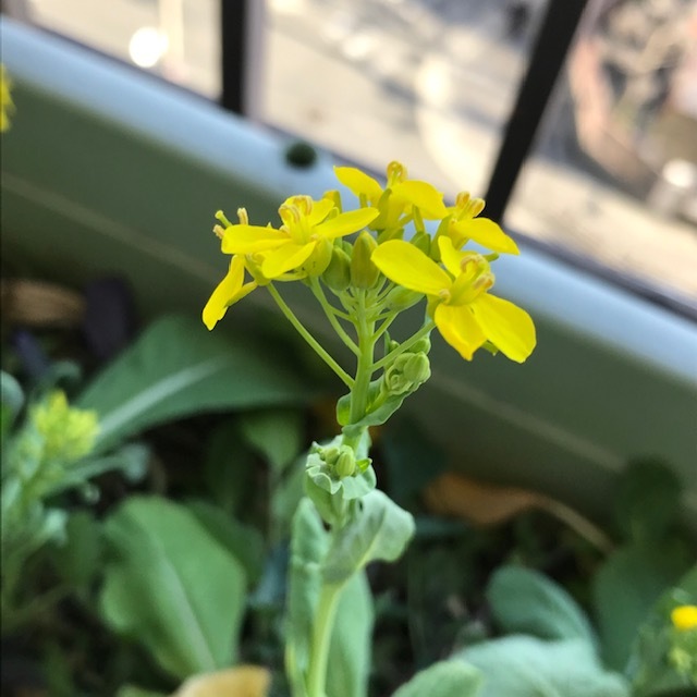 ベランダでも野菜の花_f0204295_15091730.jpg