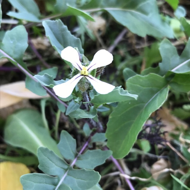 ベランダでも野菜の花_f0204295_15092700.jpg