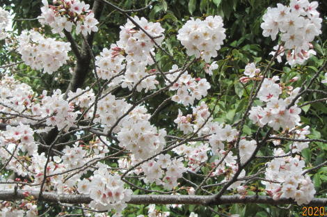 近隣の桜_c0220597_19333627.jpg