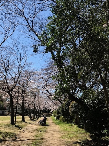 静かなお花見_f0242002_18512245.jpg