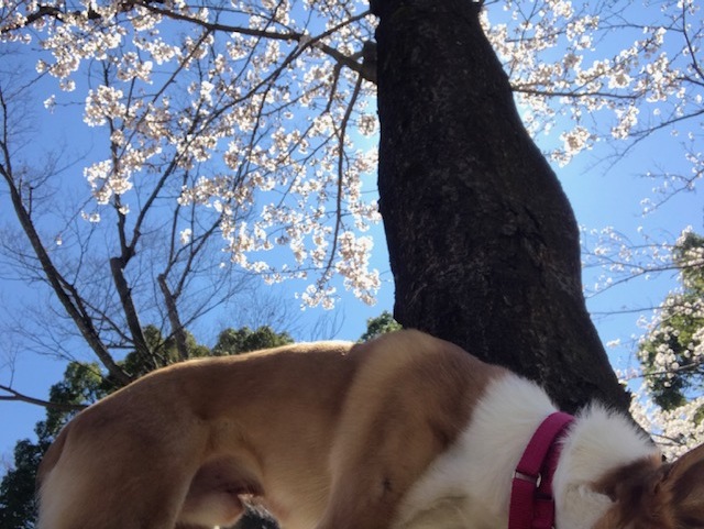 静かなお花見_f0242002_18513184.jpg