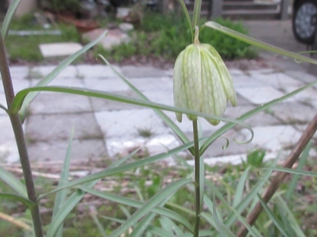 天草から来た甘夏蜜柑_a0203003_18215361.jpg