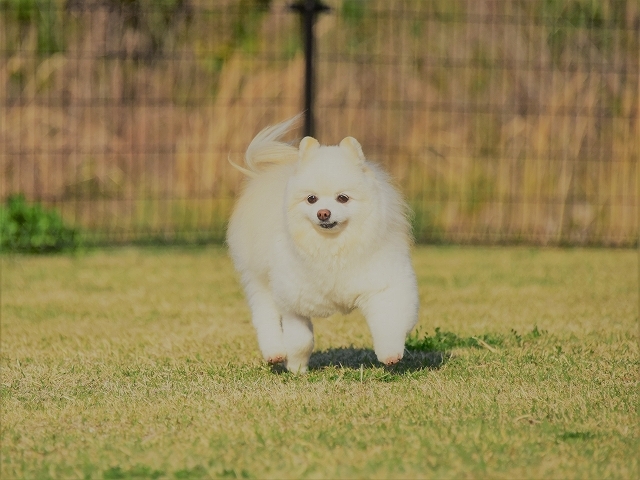 溜息しか出ない_d0360206_00484458.jpg