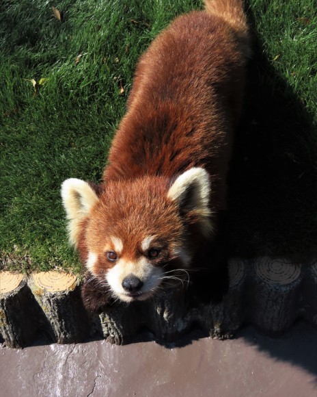 和歌山アドベンチャーワールドの旅行記を姉妹ブログ「レッサーパンダ紀行」にアップしました_e0400609_07463085.jpg
