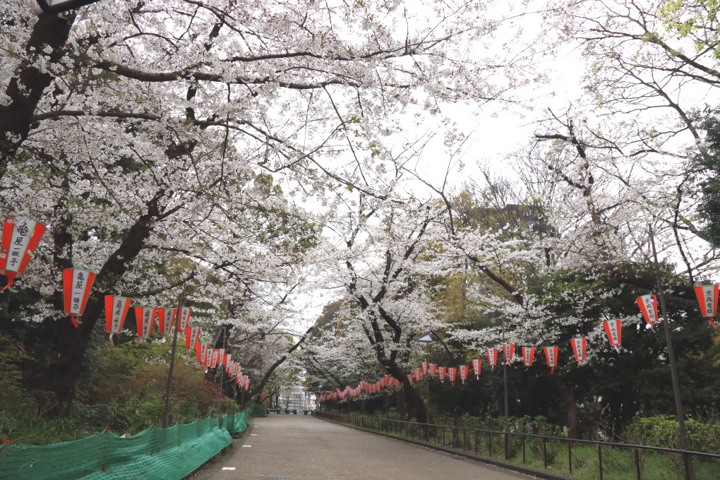 桜 - 2014年・磐越西線 -_b0190710_19475210.jpg