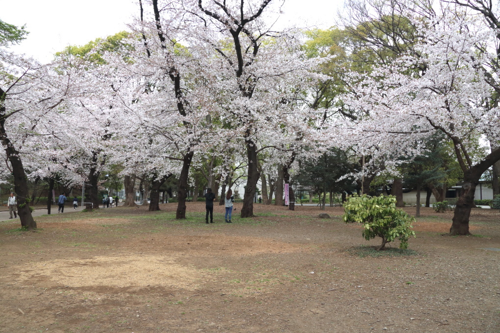 桜 - 2014年・磐越西線 -_b0190710_19475251.jpg