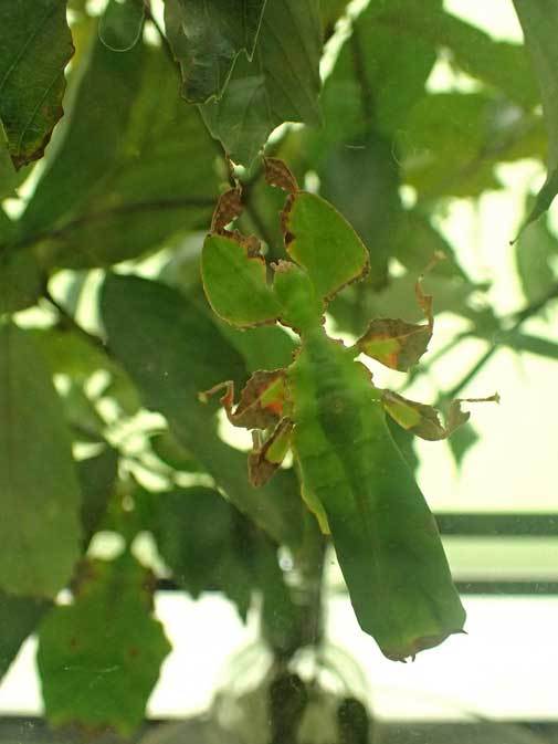 昆虫園本館～オオコノハムシとオオコノハギスの幼虫（多摩動物公園