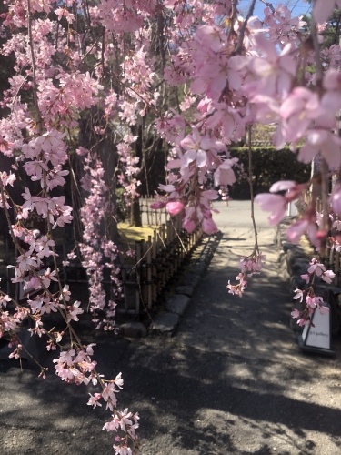 桜の季節に…_a0197730_23352625.jpeg