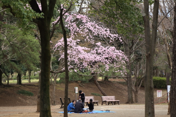 2020年さくら紀行⑤所沢市所沢航空記念公園その２_f0229832_08595291.jpg