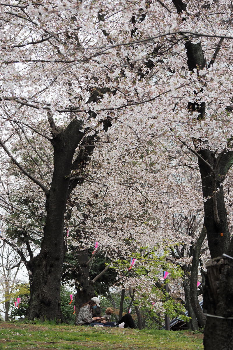 飛鳥山公園_a0347635_08324378.jpg
