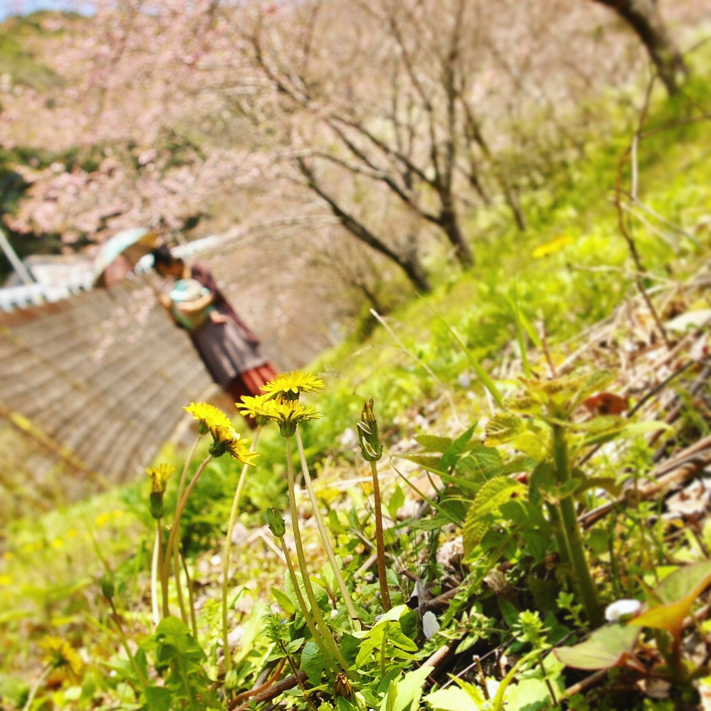 【speak up!! JAPAN!!!】_a0030038_03005288.jpeg