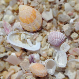 りんくうビーチの貝 Beachcomber S Logbook