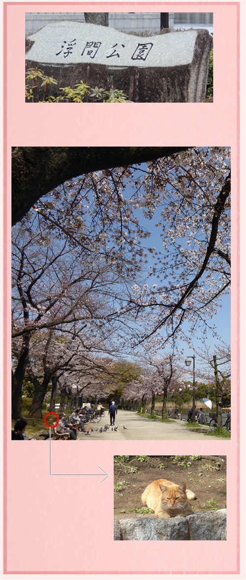 浮間公園の桜_c0128342_05260421.jpg