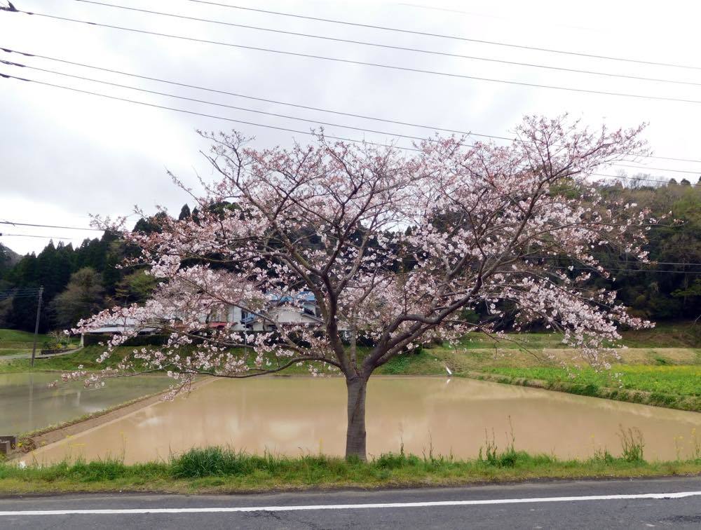 桜の名所_e0024554_20111102.jpg